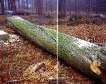 Buche Drehung 72 50%.jpg (8745 Byte)