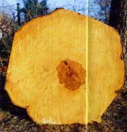 Buche Kern 72 50%.jpg (10698 Byte)