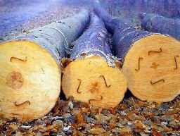 Buche Klammern 72 50%.jpg (9713 Byte)