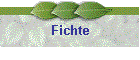 Fichte